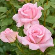 ヒメ日記 2025/05/31 19:45 投稿 なみ 奥様電車