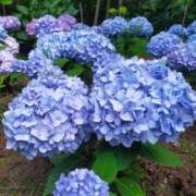 ヒメ日記 2025/06/03 19:22 投稿 なみ 奥様電車