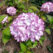 ヒメ日記 2025/06/12 19:15 投稿 なみ 奥様電車