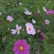 ヒメ日記 2025/11/12 12:05 投稿 なみ 奥様電車