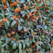 ヒメ日記 2025/11/13 19:08 投稿 なみ 奥様電車