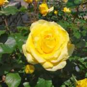 ヒメ日記 2025/11/14 12:05 投稿 なみ 奥様電車