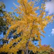 ヒメ日記 2025/11/19 20:03 投稿 なみ 奥様電車