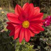 ヒメ日記 2025/11/22 15:54 投稿 なみ 奥様電車