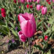 ヒメ日記 2026/01/20 16:45 投稿 なみ 奥様電車