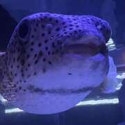 ヒメ日記 2025/06/20 19:49 投稿 ちかこ 完熟ばなな大宮