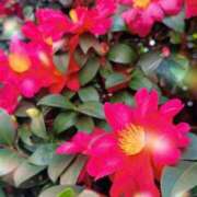 ヒメ日記 2026/01/19 15:34 投稿 Sakina THE MUSE