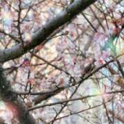 ヒメ日記 2026/01/27 23:44 投稿 Sakina THE MUSE