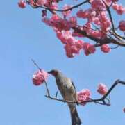 ヒメ日記 2026/03/17 19:58 投稿 Sakina THE MUSE