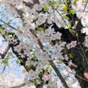 ヒメ日記 2026/04/05 10:54 投稿 Sakina THE MUSE