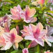 ヒメ日記 2026/04/21 00:04 投稿 Sakina THE MUSE