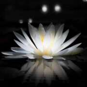 ヒメ日記 2025/06/15 11:52 投稿 みやび 宮城多賀城ちゃんこ