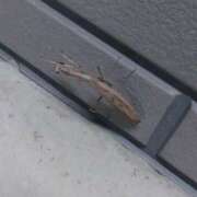 ヒメ日記 2025/08/17 06:42 投稿 みやび 宮城多賀城ちゃんこ