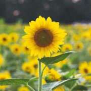 ヒメ日記 2025/08/01 15:21 投稿 みつき 宮城仙南ちゃんこ