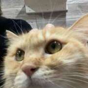 ヒメ日記 2025/10/11 23:10 投稿 りんか 人妻の輝き(大阪)