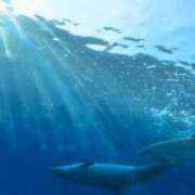 ヒメ日記 2025/08/24 12:07 投稿 りあん 京都ホテヘル倶楽部