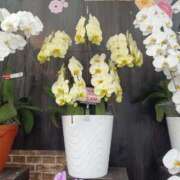 ヒメ日記 2025/06/29 13:46 投稿 しょうこ 俺のジュニア