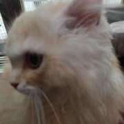 ヒメ日記 2025/07/05 23:36 投稿 しょうこ 俺のジュニア