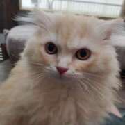 ヒメ日記 2025/07/09 17:46 投稿 しょうこ 俺のジュニア