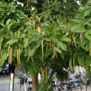 ヒメ日記 2025/07/24 00:36 投稿 しょうこ 俺のジュニア