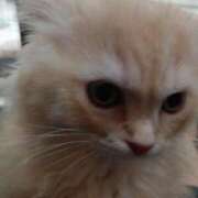 ヒメ日記 2025/07/24 00:42 投稿 しょうこ 俺のジュニア