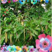 ヒメ日記 2025/07/26 12:26 投稿 しょうこ 俺のジュニア