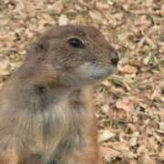 ヒメ日記 2026/01/21 18:07 投稿 れみ ハッピーブリッジ