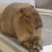 ヒメ日記 2026/01/21 18:27 投稿 れみ ハッピーブリッジ