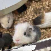 れみ 【お礼写メ日記】 ハッピーブリッジ