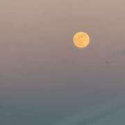 ヒメ日記 2026/01/28 15:36 投稿 ふわり 治療院.LOVE小山店