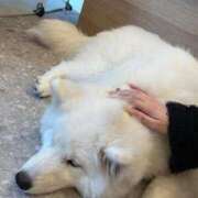 ヒメ日記 2025/10/14 04:12 投稿 にな◇唯一無二ウルトラ美少女◇ H-ash（アッシュ）