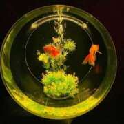 ヒメ日記 2025/09/09 15:02 投稿 ぴの☆経験極少美尻娘 じゃむじゃむ