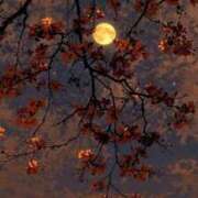 ヒメ日記 2025/10/27 23:01 投稿 ぴの☆経験極少美尻娘 じゃむじゃむ