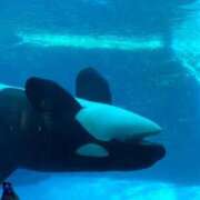 ヒメ日記 2026/01/26 17:31 投稿 ぴの☆経験極少美尻娘 じゃむじゃむ