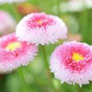 ヒメ日記 2025/06/04 19:16 投稿 架純 久留米デリヘルセンター