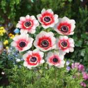 ヒメ日記 2025/08/05 14:16 投稿 架純 久留米デリヘルセンター