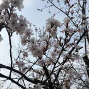 ゆな 4月 フォーシーズン