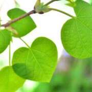 上野みき はじめての1日 五十路マダムエクスプレス船橋店(カサブランカグループ)