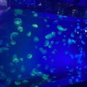 ヒメ日記 2025/07/09 10:09 投稿 ここみ スピードエコ日本橋店