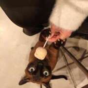 ヒメ日記 2026/02/05 00:01 投稿 みみ 激安ドットコム