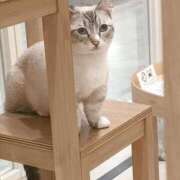 みみ おはよう🐱 激安ドットコム