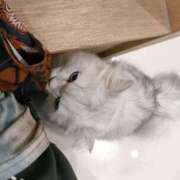 みみ たくさん撮ってた 激安ドットコム