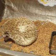 ヒメ日記 2026/07/09 01:21 投稿 みみ 激安ドットコム