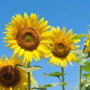 ヒメ日記 2025/06/27 12:47 投稿 りりこ 人妻小旅行