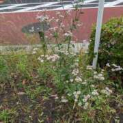 ヒメ日記 2025/06/01 06:37 投稿 松村（まつむら） 不倫快感