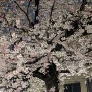 ヒメ日記 2026/03/31 17:57 投稿 松村（まつむら） 不倫快感