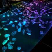 ヒメ日記 2025/06/25 18:13 投稿 楓ゆい エルドール