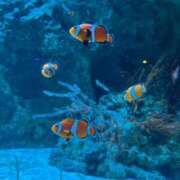 ヒメ日記 2025/08/13 23:00 投稿 楓ゆい エルドール