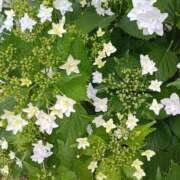 そのか 初出勤♪ 熟女の風俗最終章 所沢店