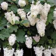 そのか ☔まもなく到着 熟女の風俗最終章 立川店